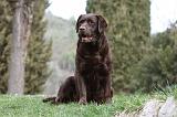 LABRADOR 889